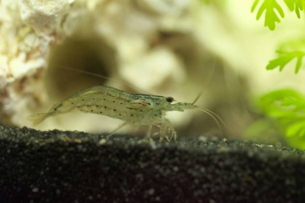 Amano shrimp, Caridina multidentata, in an aquarium with a white rock and water plants An Amano shrimp, Caridina multidentata, in an aquarium with a white rock and water plants. amano aquarium stock pictures, royalty-free photos & images