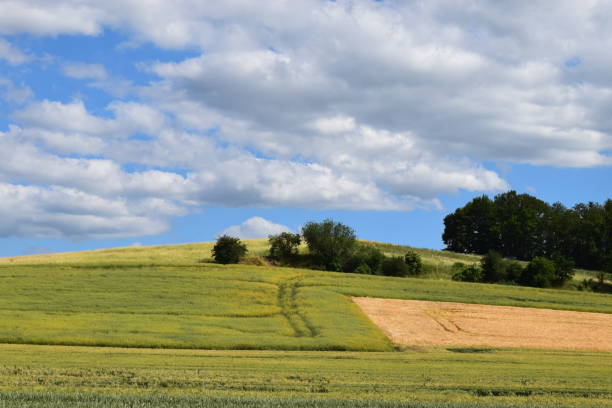 istock wide grain field landscape 1157431866