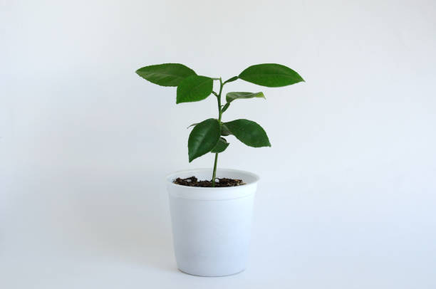 istock Persimmon tree in a small pot for seedlings. On a white background. Place for text. 1157432574