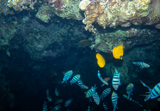 istock sea fish near coral, underwater 1157432832
