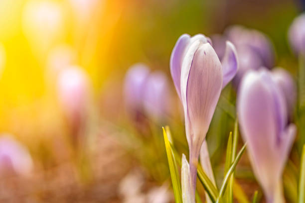 istock Beautiful flowers in sunny light. Young flowers with unopened delicate buds 1157433004