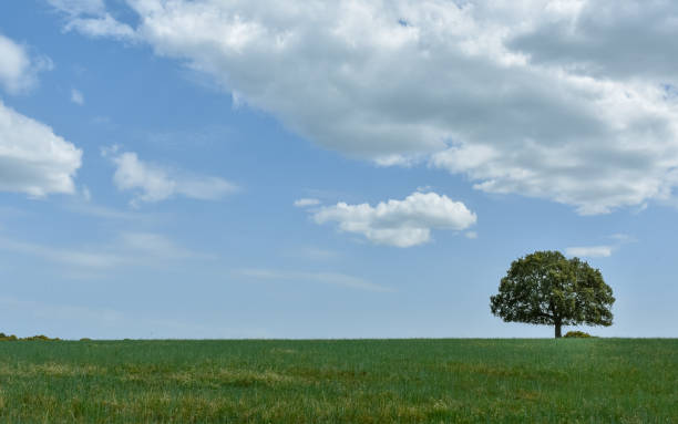 istock Isolated tree in meadow with blue and cloudy sky, Salamanca, Spain 1157433032
