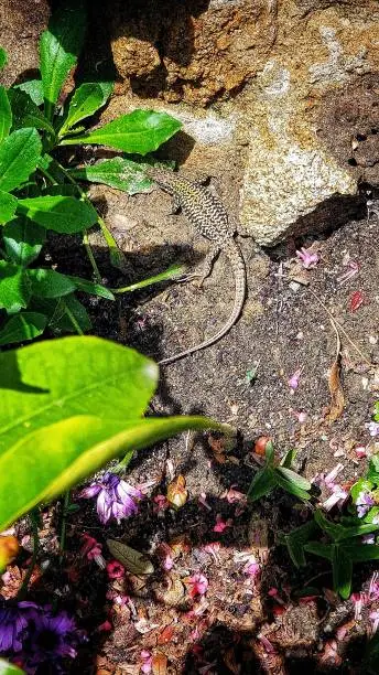 A wall lizard heats up in the sun in Brittany on stones and near flowers.