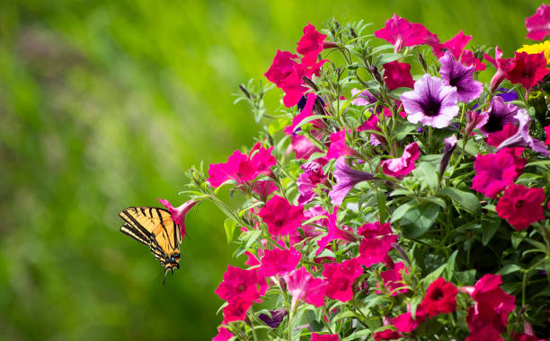 farfalla vicino a pot of petunias - petunia foto e immagini stock