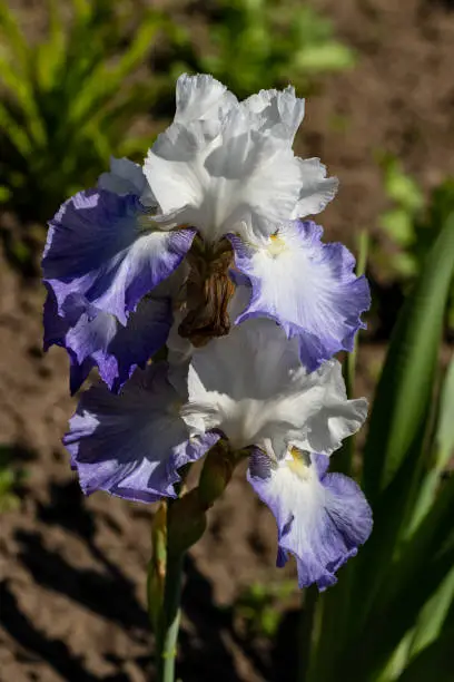 Close-up of white-lilac iris flower in the summer time garden. Photography of lively nature.