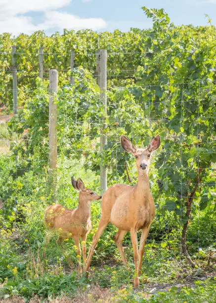 Urban deer in an orchard in summer on the Naramata Bench near Penticton, British Columbia, Canada