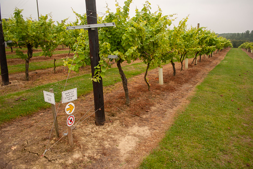 rows of vines in Kent Vineyard