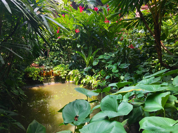 istock Beautiful tropical garden on sunny summer day. 1157440301