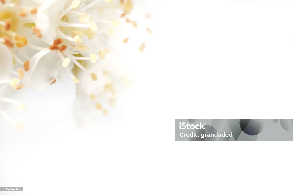 Абстрактный цветочный фон - Стоковые фото Абстрактный роялти-фри