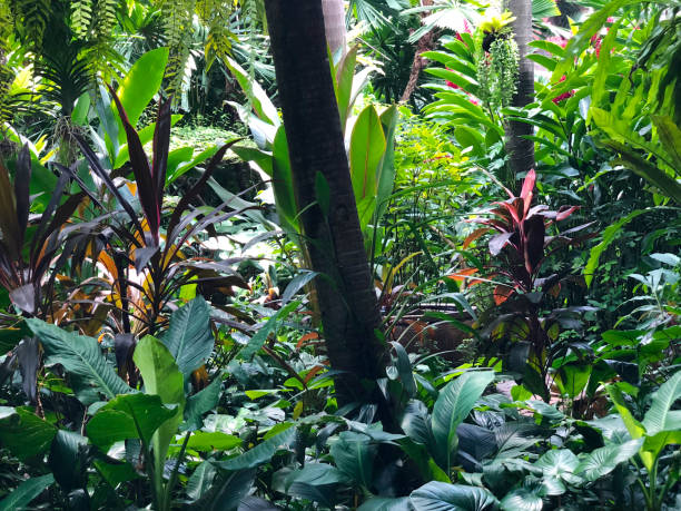 istock Beautiful tropical garden on sunny summer day. 1157441317