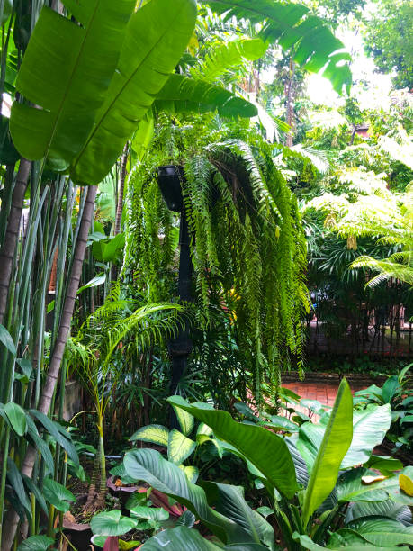 istock Beautiful tropical garden on sunny summer day. 1157441522