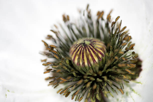 Stamen of white poppy