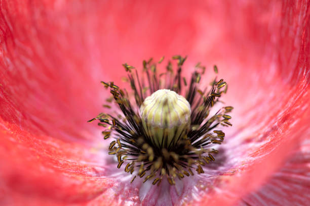 Stamen of red poppy