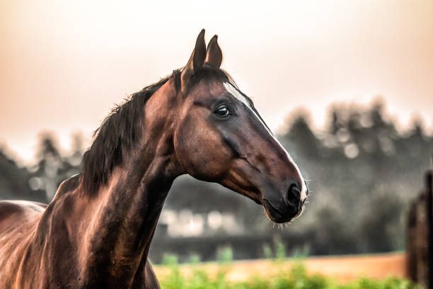 istock galloping horse at sunrise in the meadow 1157442317