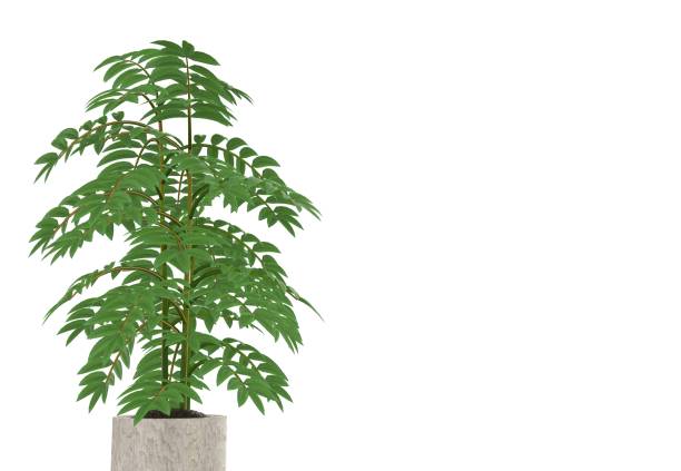 flower plant in Pot 3D Rendering