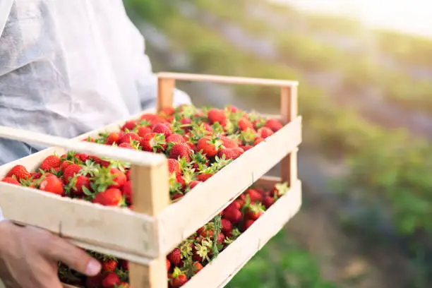 Photo of Farmer holding freshly harvested ripe strawberries in strawberry farm field.