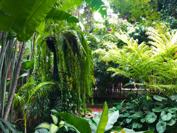 istock Beautiful tropical garden on sunny summer day. 1157442582