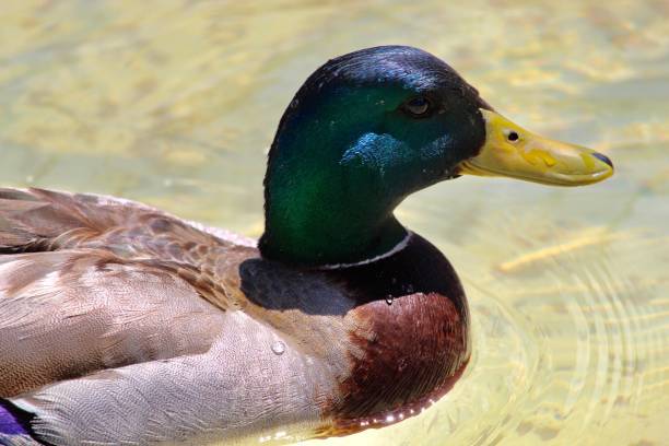istock Duck Wildlife photography 1157443483