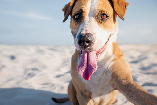 Portrait of a cute staffordshire terrier imitating a selfie shot on the beach or by the sea in the summer