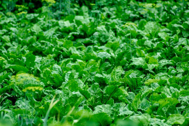 istock green beet leaves on a farm plantation 1157444086