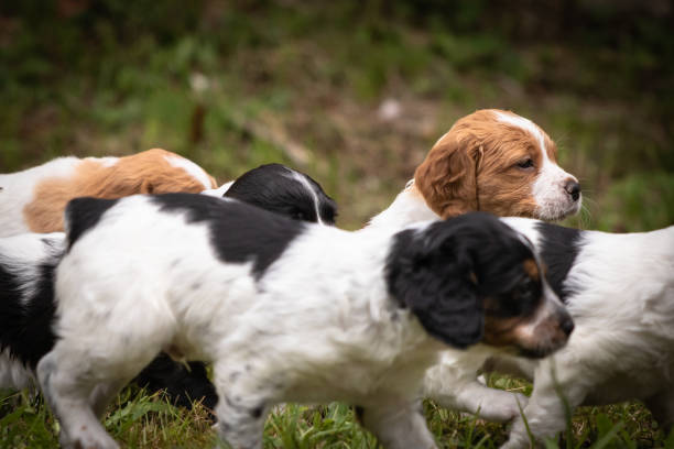 istock happy baby dogs brittany spaniel running 1157446425