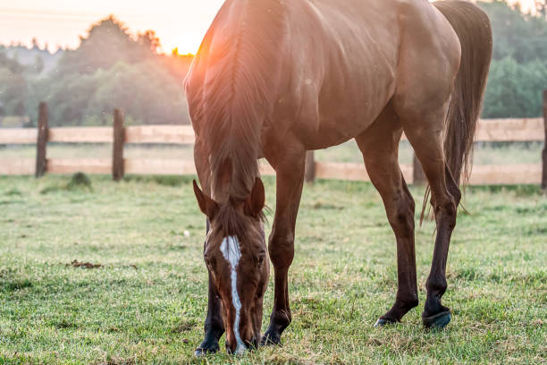 istock galloping horse at sunrise in the meadow 1157446570
