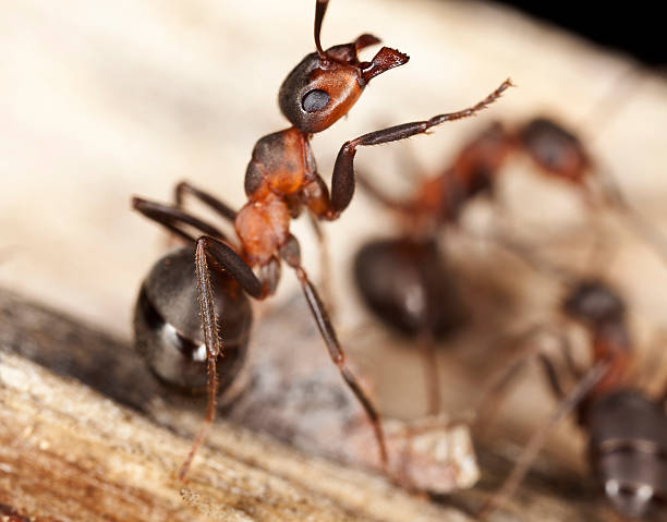istock Wood ants (Formica rufa) extreme close up 115744692