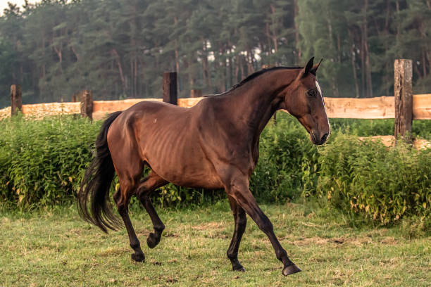 istock galloping horse at sunrise in the meadow 1157447603