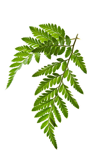 green fern leaf isolated stock photo