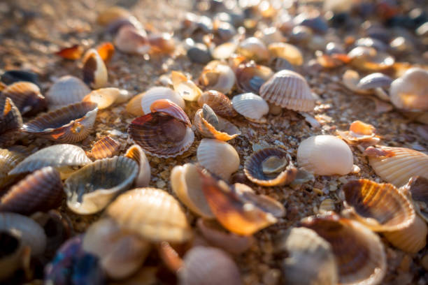 istock natural background with seashell at the beach 1157448400