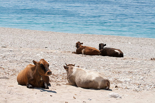 istock CowsCows taking sun on the beach. 115744963