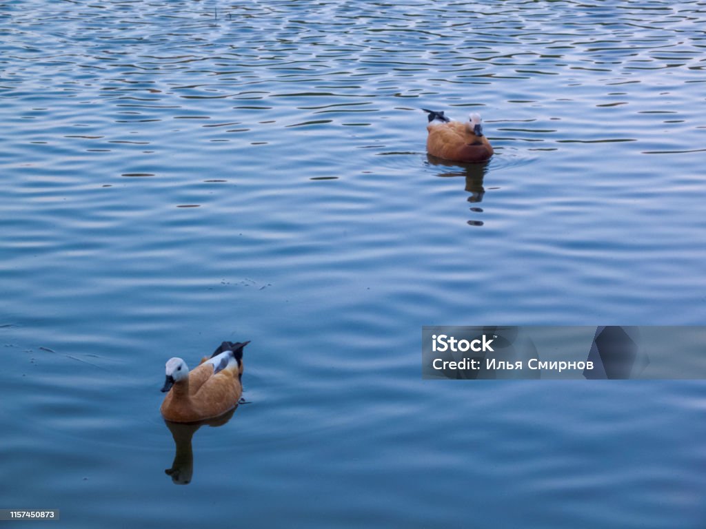 Ducks swim on blue water Ducks swim on blue water. Nice urban area. Animal Stock Photo