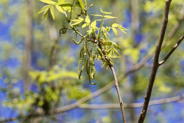 istock Flowers of a bitternut hickory, Carya cordiformis 1157453205