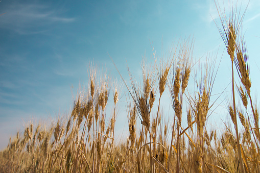 Close-up of ripe wheats on an agricultural field