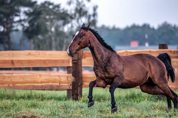 istock galloping horse at sunrise in the meadow 1157454084