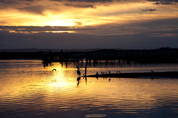 istock Pelican at Golden Sunset 115745521