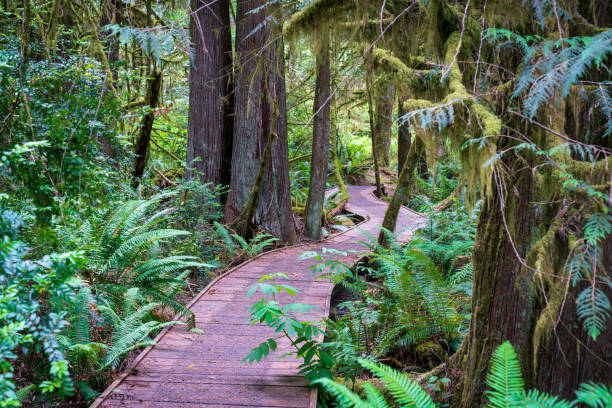 istock Wooden Boardwalk Hiking Trail Deep In Forest 1157455281