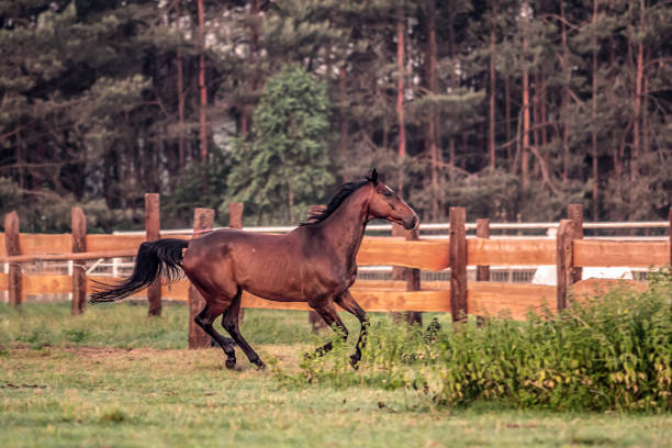 istock galloping horse at sunrise in the meadow 1157456447