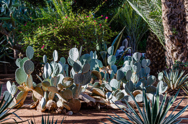 istock Typical moroccan garden with cactus and palm trees. morocco marrakesh 1157456742
