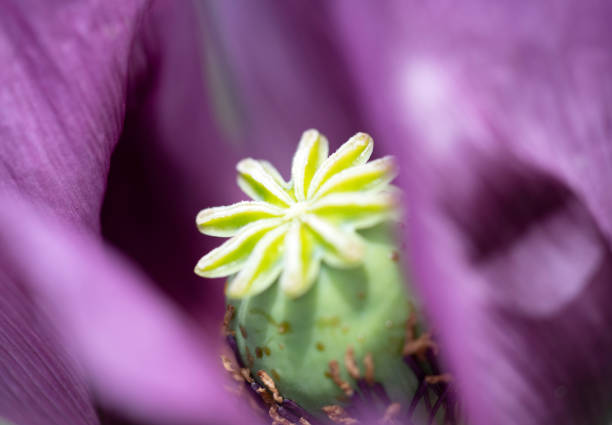 Stamen of poppy