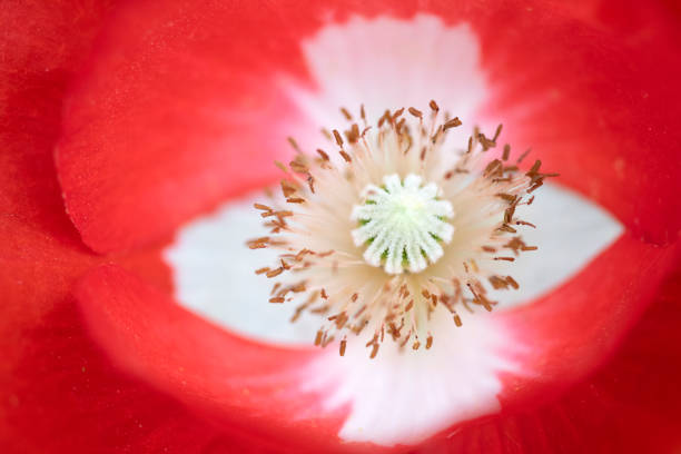 Stamen of poppy