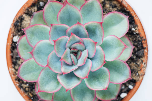 istock Houseplant-succulent Echeveria 1157458422