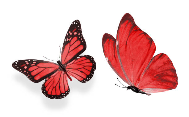istock beautiful two red butterflies isolated on white background 1157458775