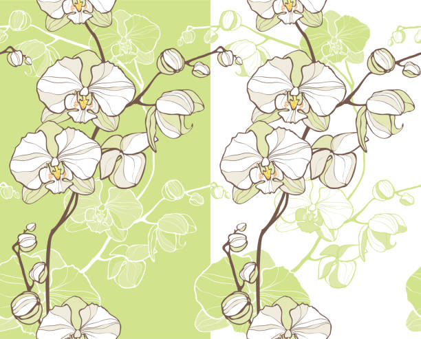 white orchids vector art illustration