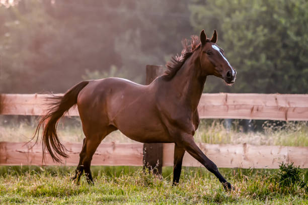 istock galloping horse at sunrise in the meadow 1157459810
