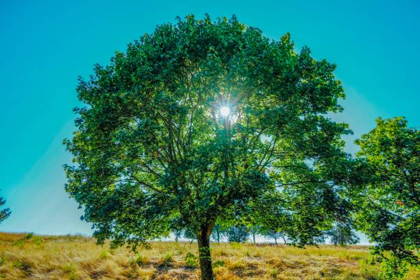 istock Wonderful tree in front of a wonderful sky 1157459956