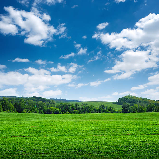 istock green wide field with trees on horizon 115746365