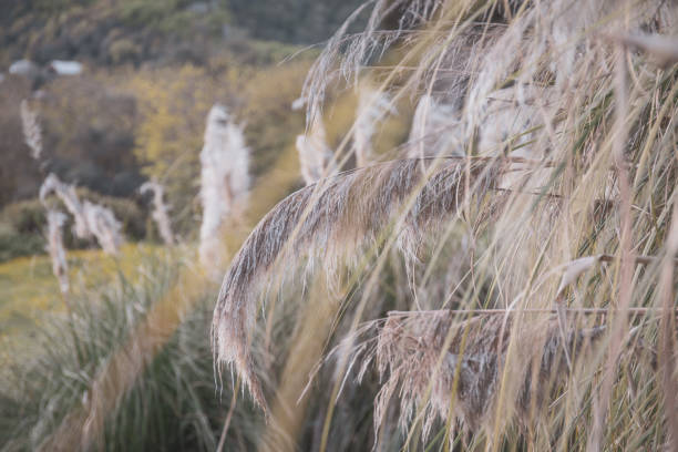istock Wild grass with spikelets smoothly swinging in wind, summer plants 1157464124