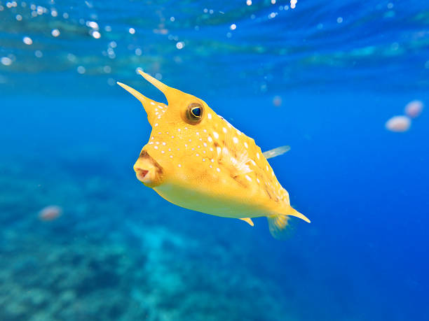Close-up photo of a Longhorn Cowfish underwater A longhorn cowfish (Lactoria cornuta)  underwater closeup indo pacific ocean stock pictures, royalty-free photos & images