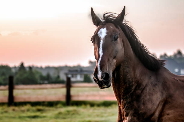 istock galloping horse at sunrise in the meadow 1157465637